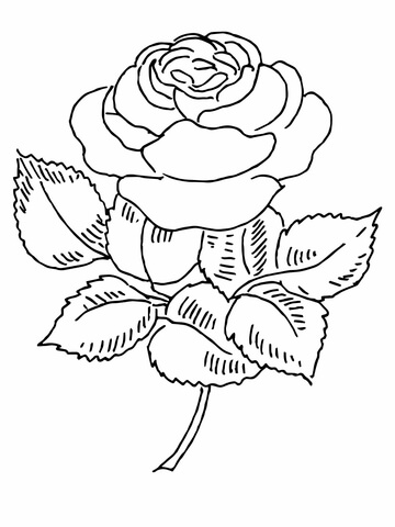 Blooming Rose Coloring Page