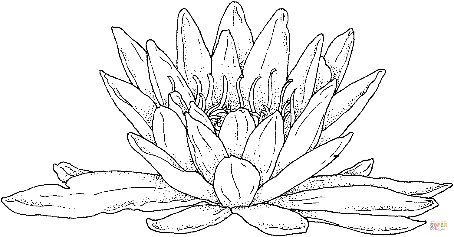 Blooming Water Lily Coloring Pages