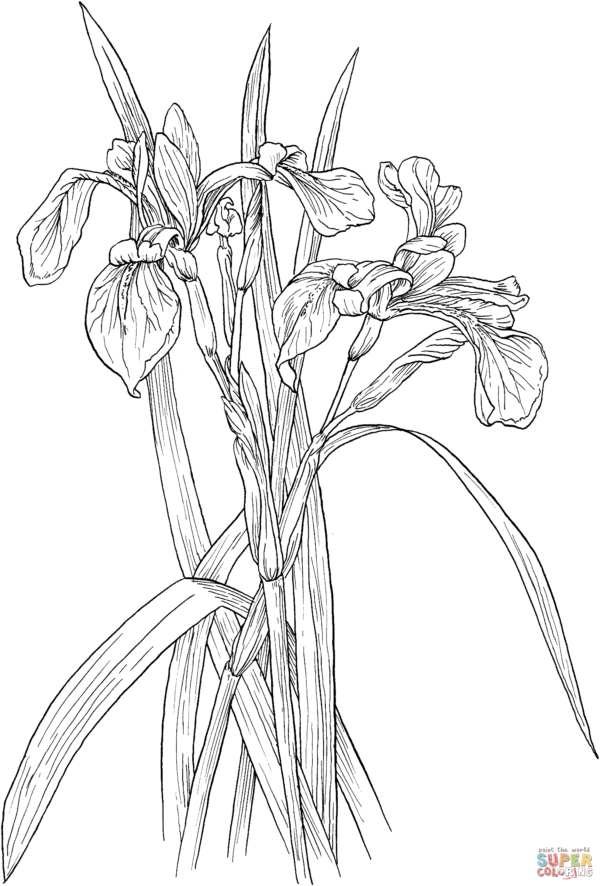 Blaue Flaggen-Schwertlilie oder Iris Versicolor-Wildblume von Iris