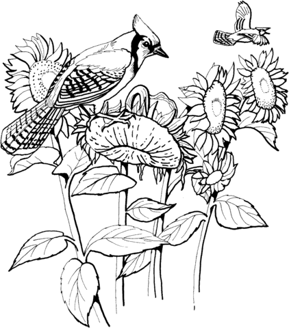 Blue Jay and Sunflowers Coloring Page