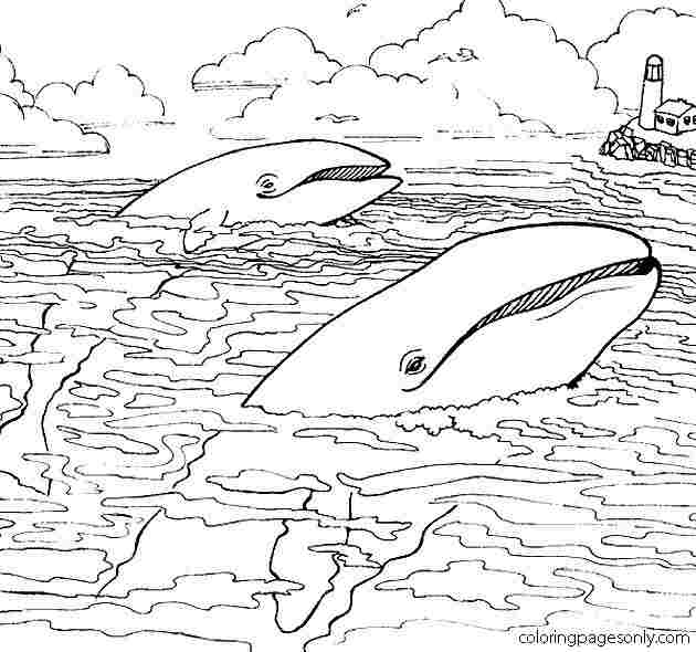 Blue Whales float on the water surface Coloring Pages