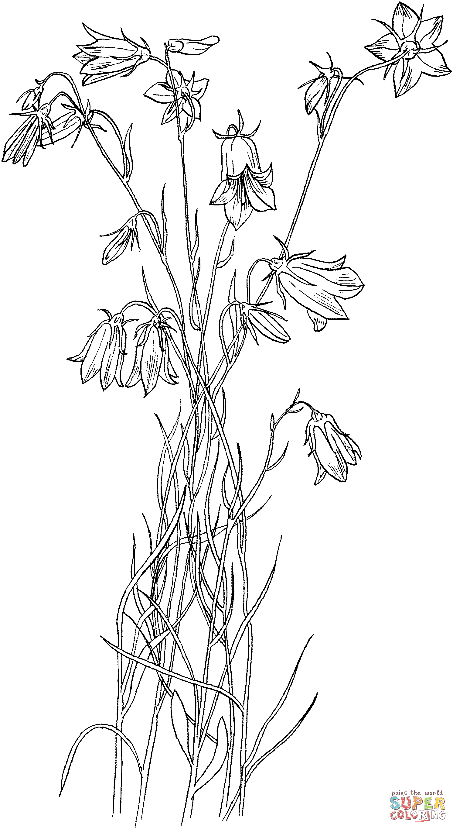Bluebell Bellflower Coloring Pages