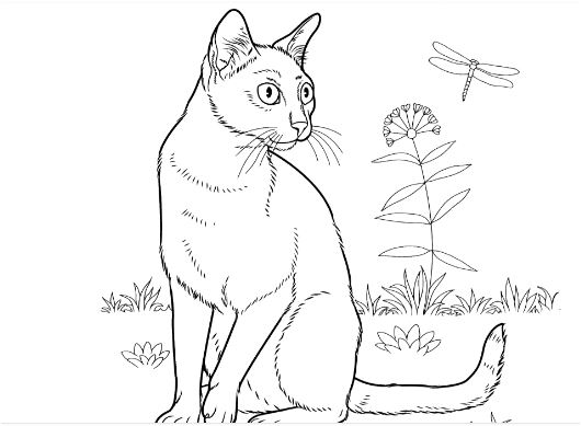 Bombay Cat Coloring Page