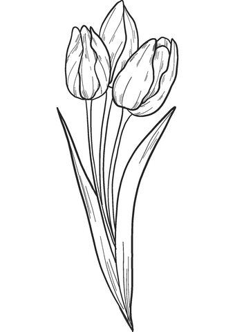 Bouquet of Tulips Coloring Page