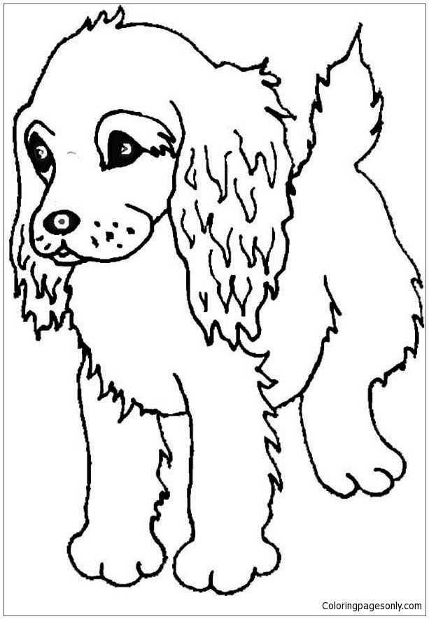 Boykin Spaniel Puppy Coloring Page