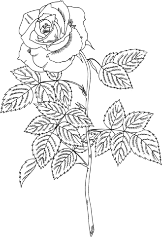 Brandy Hybrid Tea Rose Coloring Page