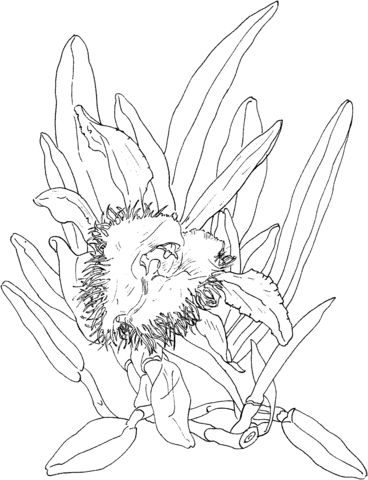 Brassavola Digbyana Orchid Coloring Pages