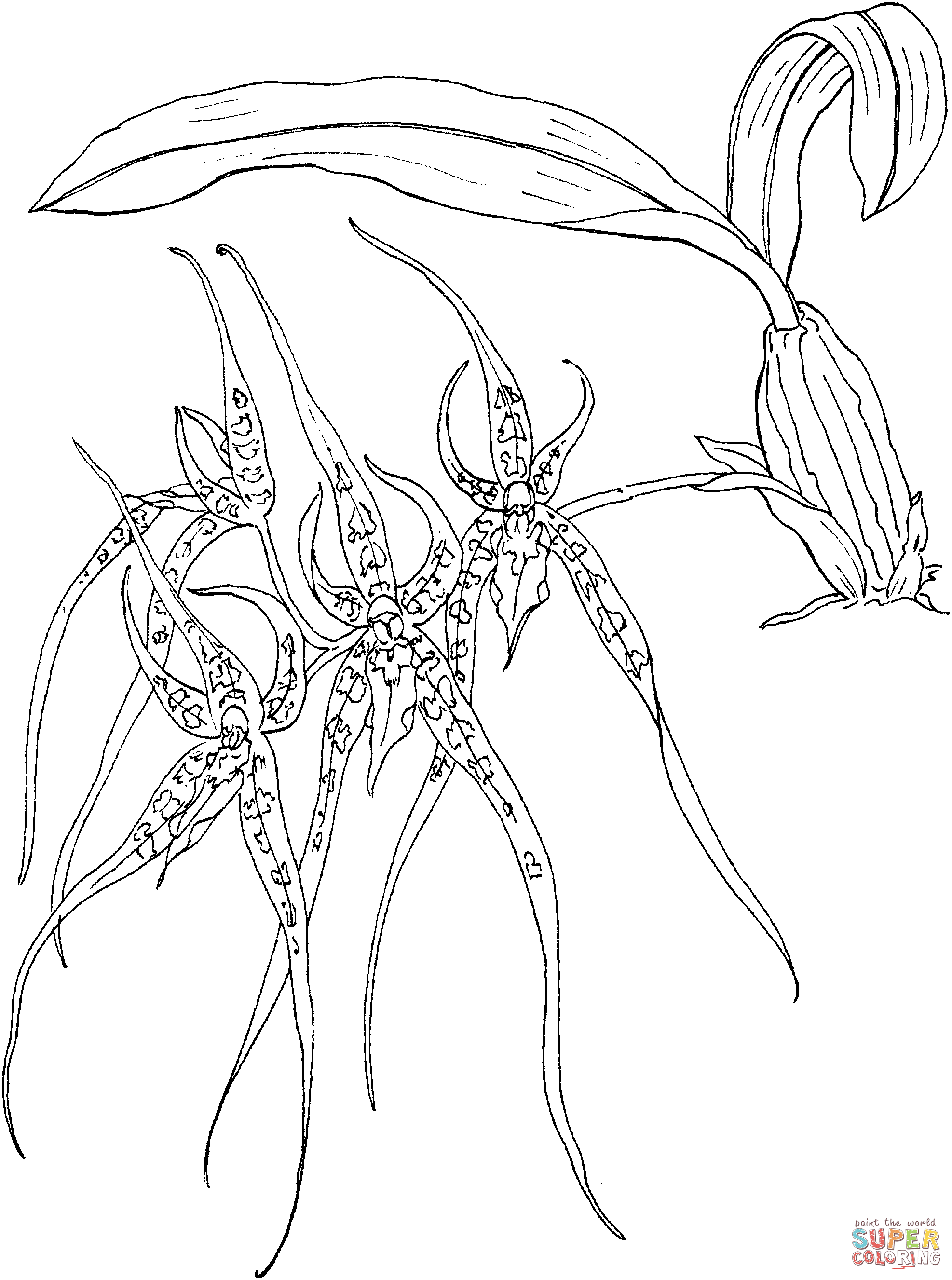 Brassia Spider Orchid Coloring Pages