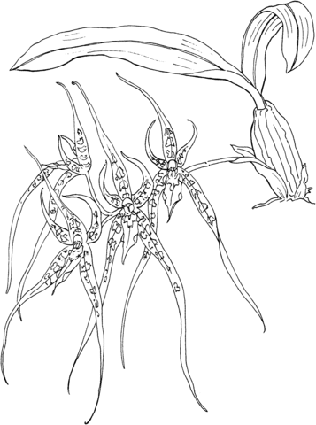 Brassia Spider Orchid Coloring Pages