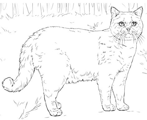 Pagina da colorare del gatto British Shorthair