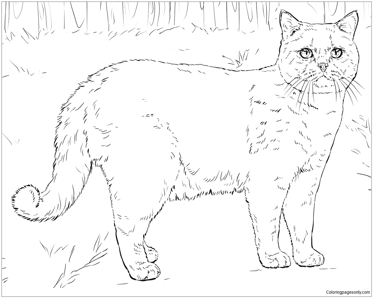 British Shorthair Cat Coloring Page