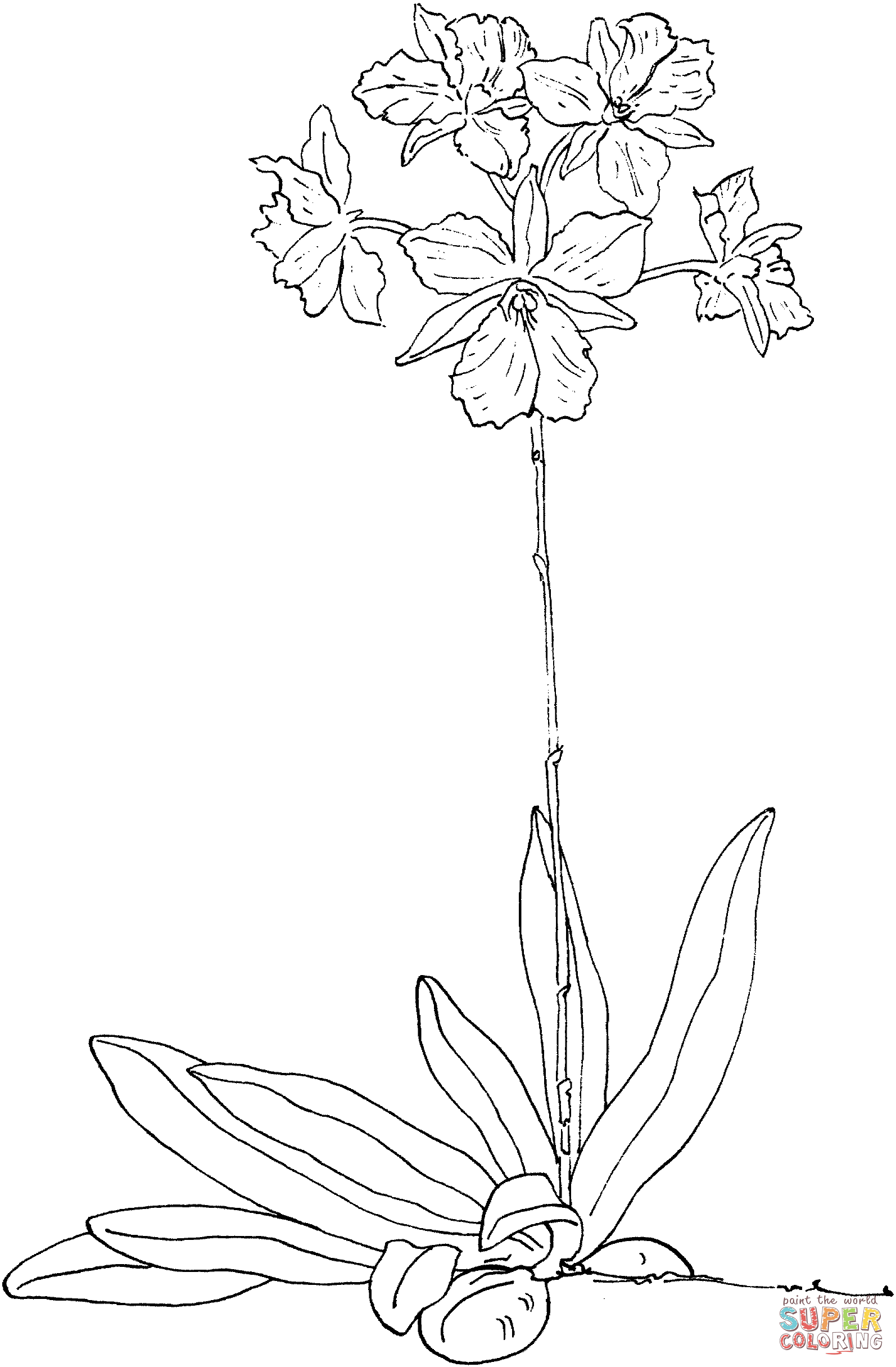 Broughtonia sanguinea de orquídea