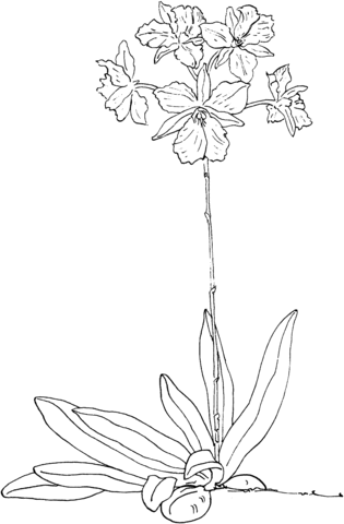 Broughtonia Sanguinea Coloring Pages