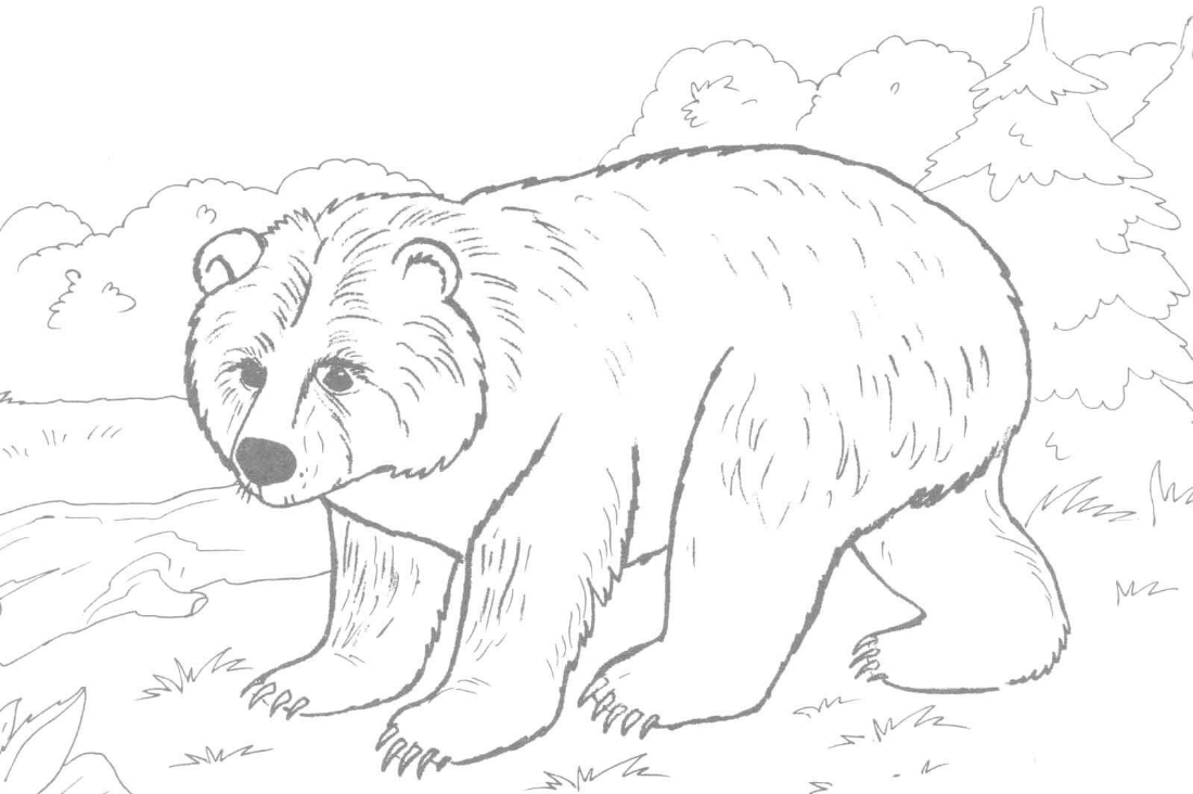 Urso pardo para colorir