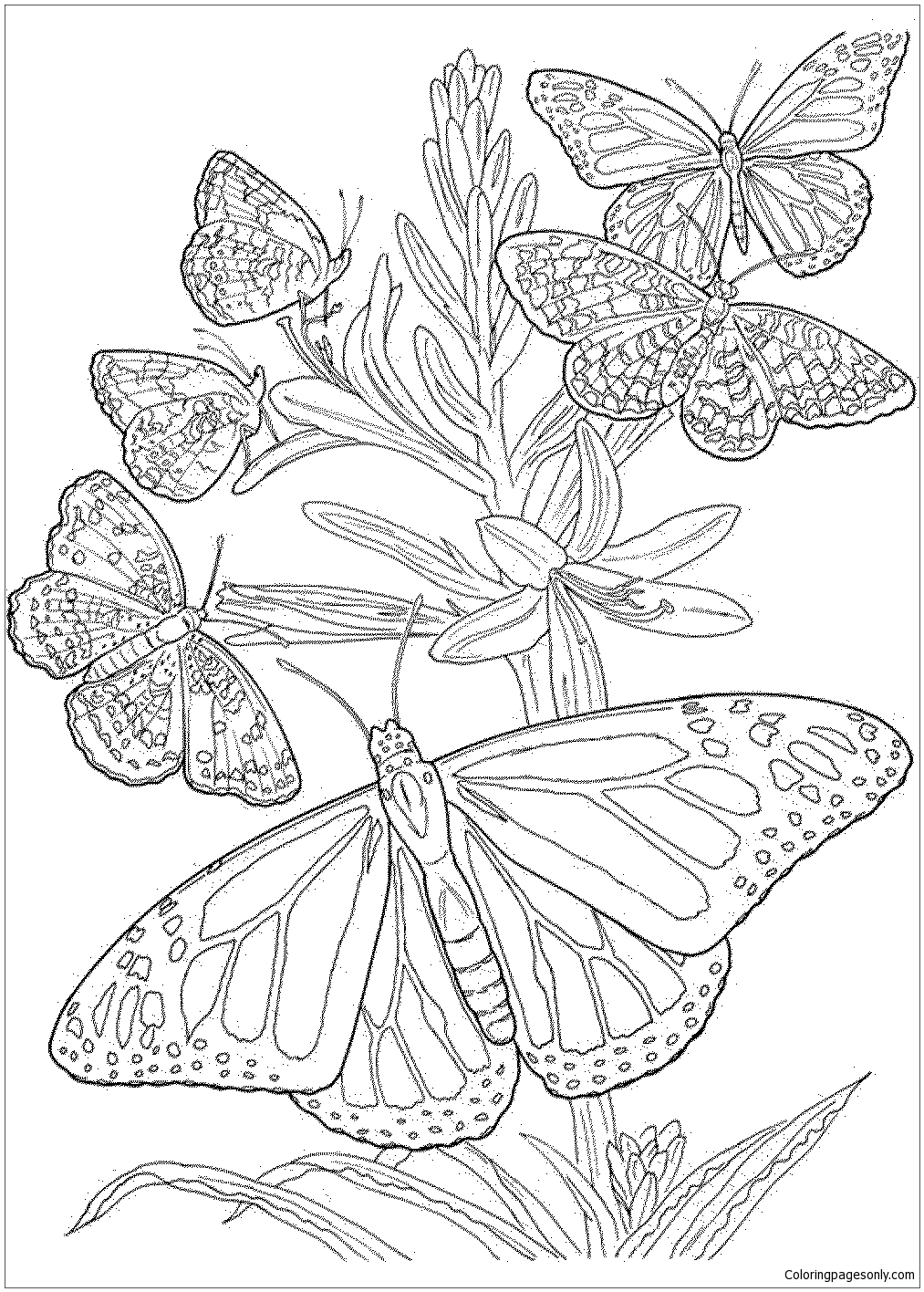 Butterfly Mandala 5 Coloring Pages   Mandala Coloring ...