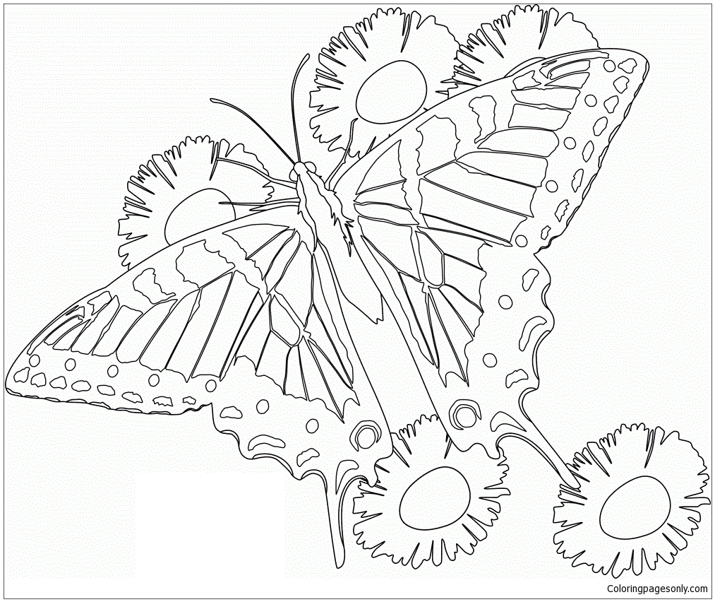 Butterfly Mandala 6 Coloring Pages