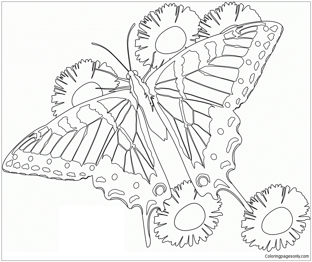 Mandala papillon 6 de Mandala