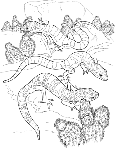 Cactus And Lizard Coloring Page
