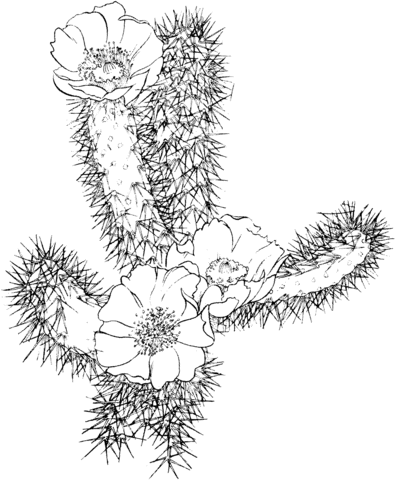 Cactus bloom Coloring Page