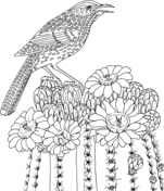 Cactus Wren and Saguaro blossom Arizona state bird and flower Coloring Page