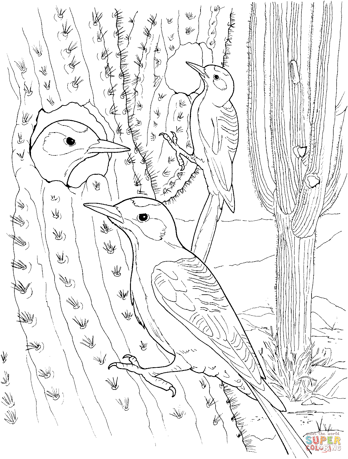 Гнездо кактусового крапивника в Сагуаро из Cactus