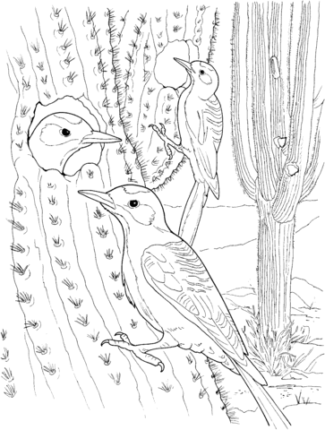 Cactus Wren Nest in Saguaro Coloring Pages