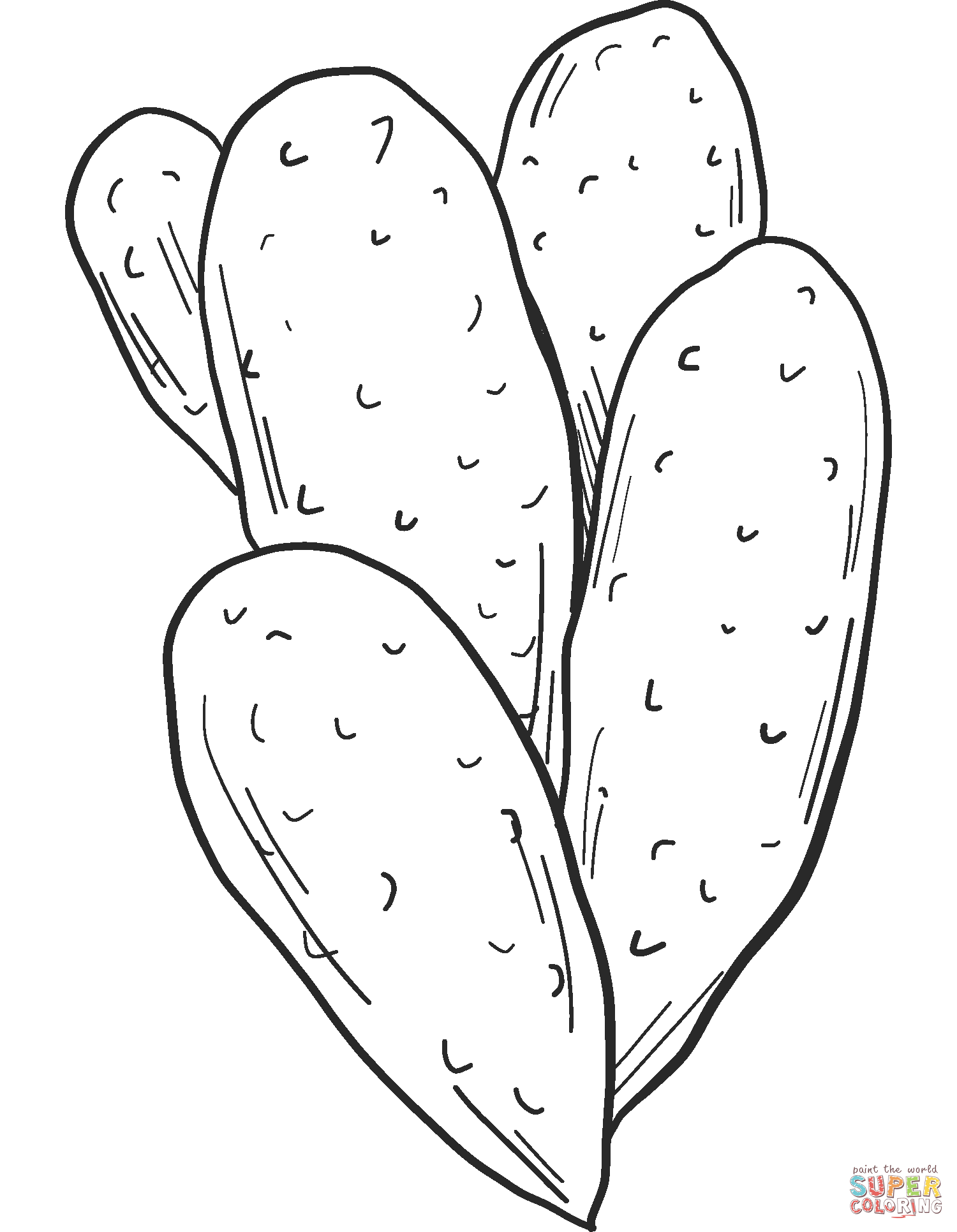 Cactus de Cactus