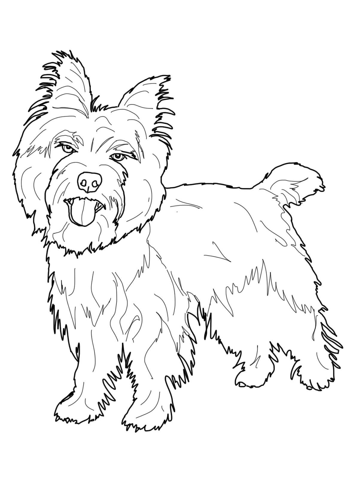 Cairn Terrier Coloring Pages   Dog Coloring Pages   Coloring Pages ...