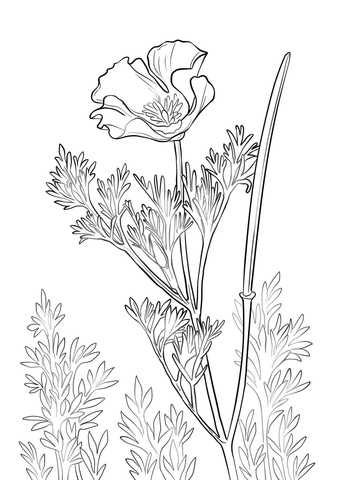 California Poppy Coloring Pages