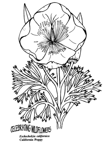 California Poppy Coloring Page