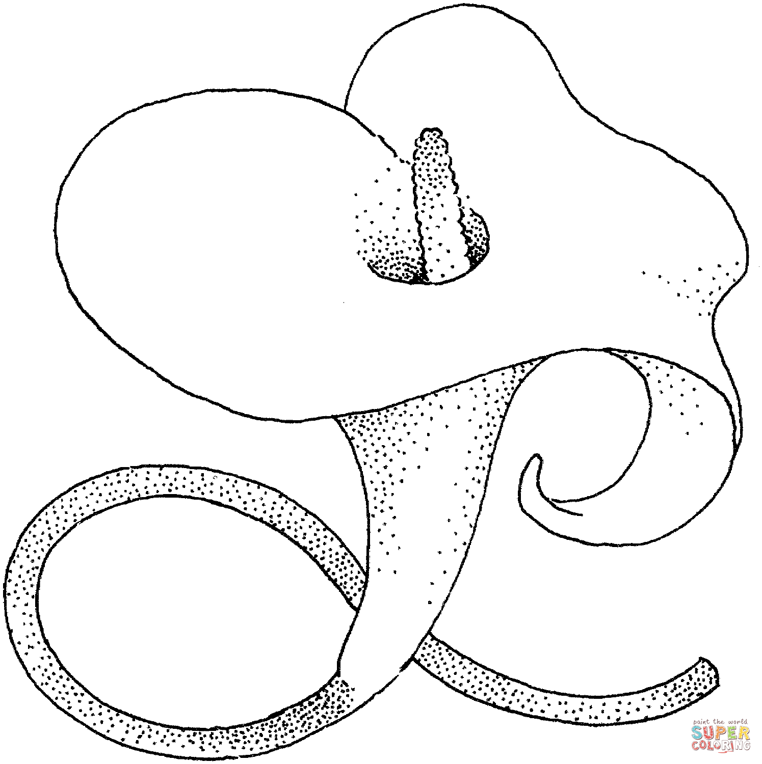 Calla Lily blossom Coloring Pages