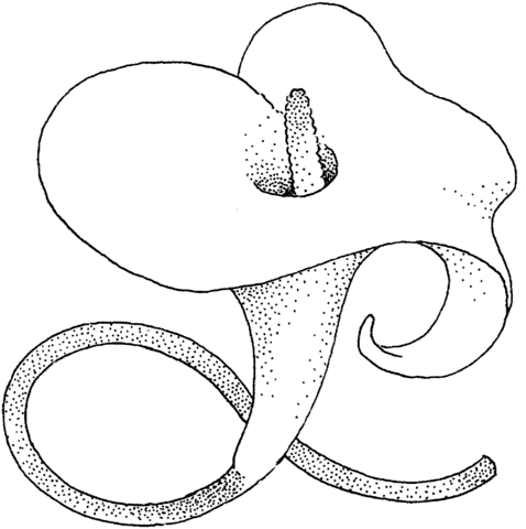 Calla Lily blossom Coloring Pages