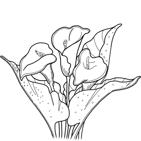 Calla Lily Coloring Pages