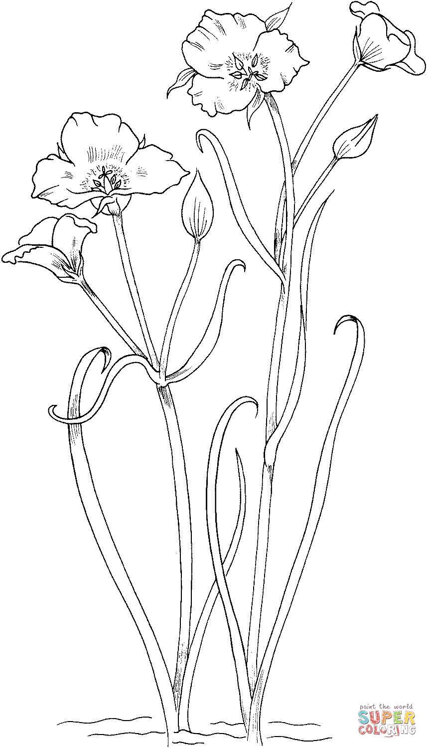 Calochortus Nuttallii Or Sego Lily Coloring Pages