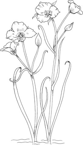 Calochortus nuttallii or Sego lily Coloring Page