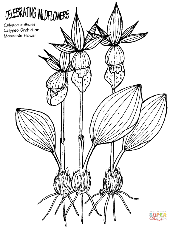 Orchidée Calypso ou fleur de mocassin d'orchidée