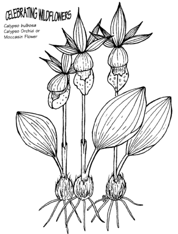 Calypso Orchid or Moccasin Flower Coloring Page