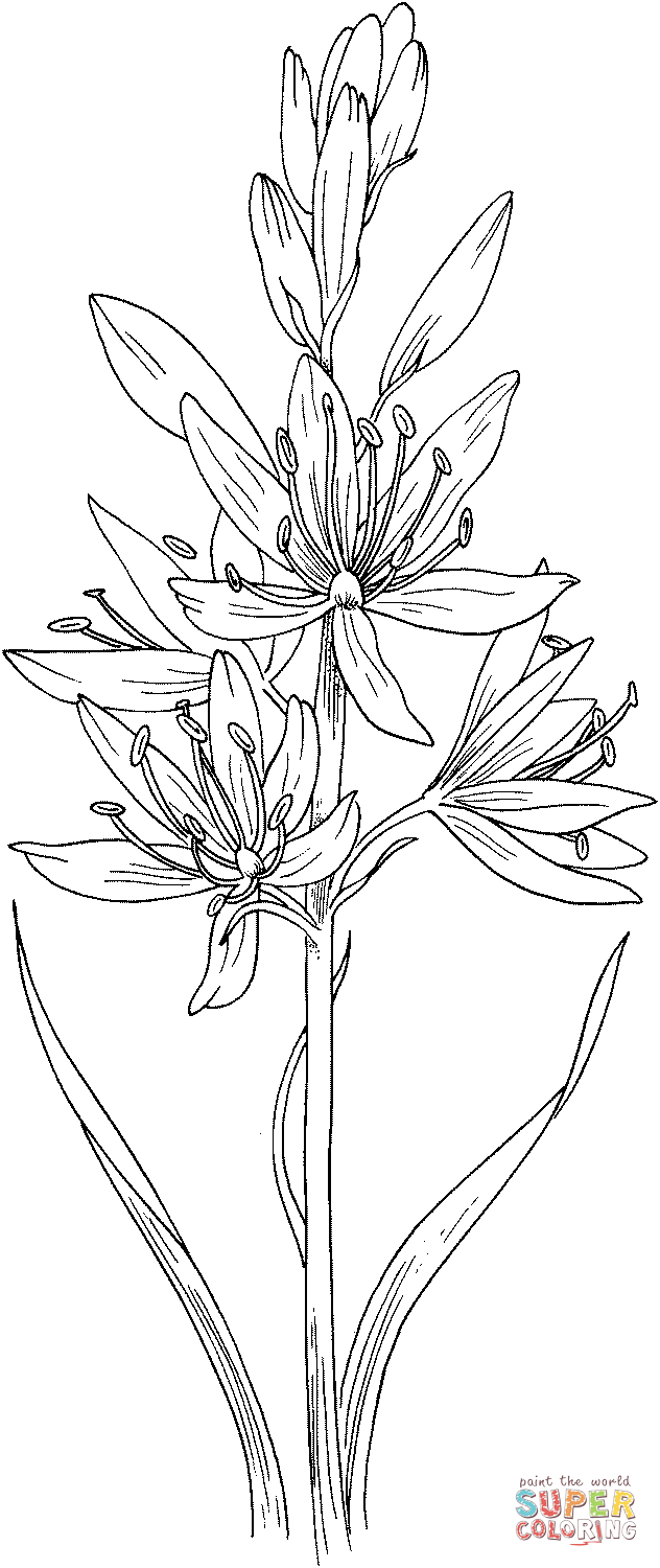 Camassia Scilloides Or Wild Hyacinth Coloring Pages