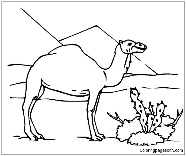 Download Camel And Cactus Coloring Pages Nature Seasons Coloring Pages Free Printable Coloring Pages Online