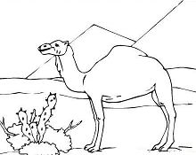 Camel In Desert Coloring Page