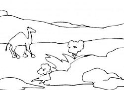 Camel In Hot Desert Coloring Page