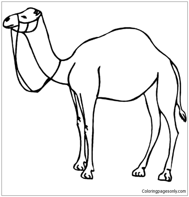 Camel Outline Template Printable Sketch Coloring Page