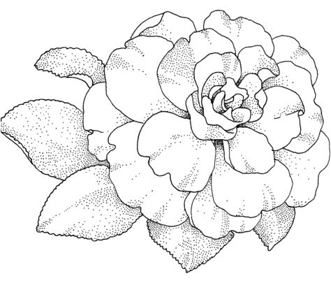 Página para colorir de flor de camélia