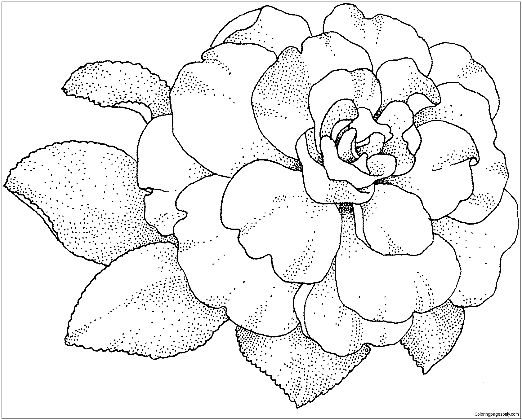 Camellia Blossom Coloring Page