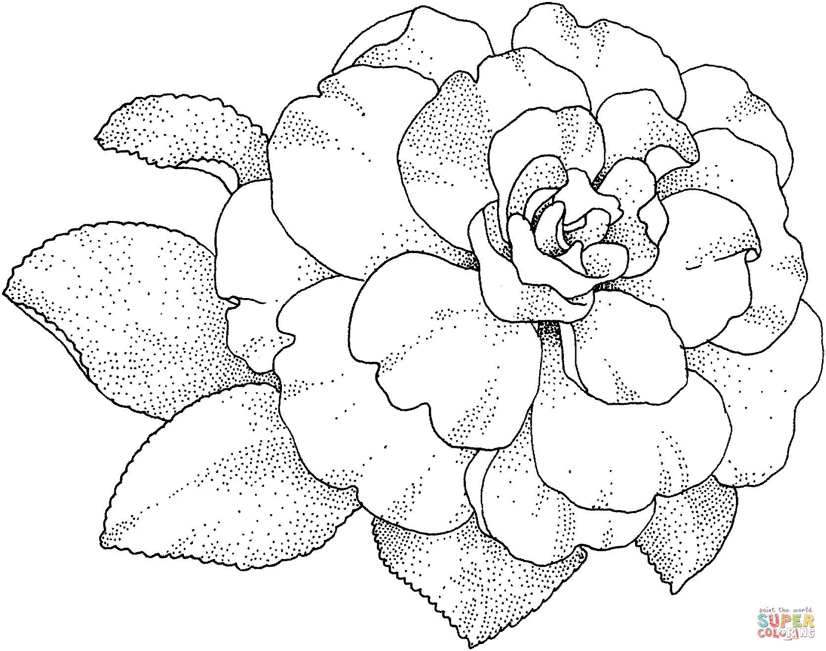 Camelliabloesem van Camellia
