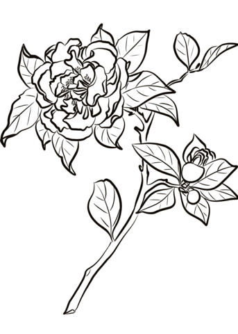 Camellia Japonica Coloring Page
