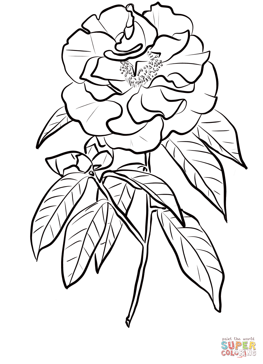 Camellia Reticulata Coloring Page