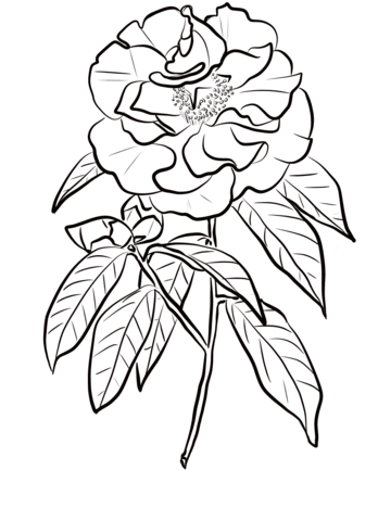 Camellia Reticulata Coloring Pages