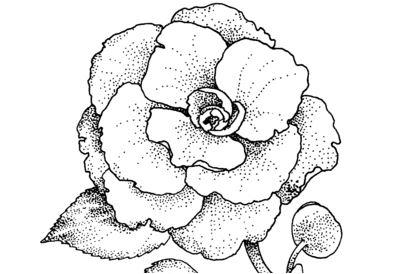 Página para colorir de flor de camélia