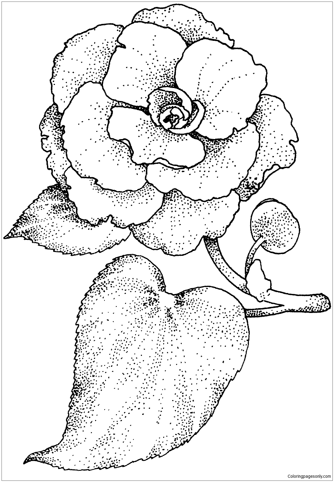 Camellia Flower Coloring Pages